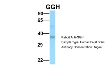 GGH antibody
