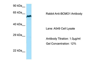 BCO1 antibody