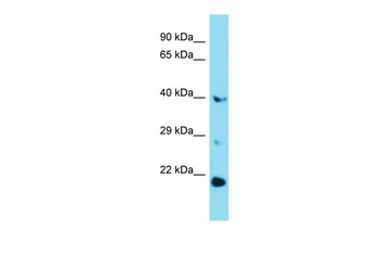G6pc3 antibody