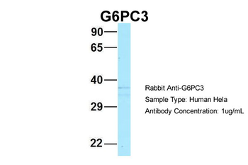 G6PC3 antibody