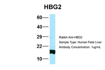 HBG2 antibody