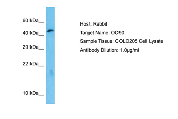 OC90 antibody