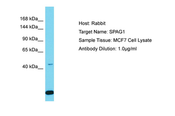 SPAG1 antibody