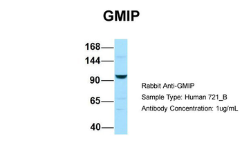 GMIP antibody