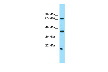 SLC13A1 antibody