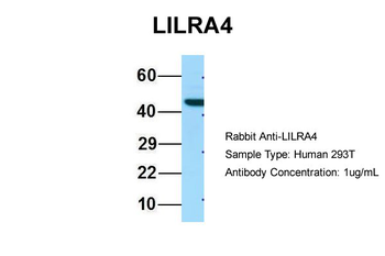 LILRA4 antibody