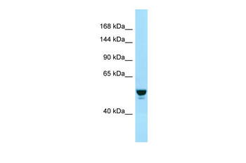 RABGAP1 antibody