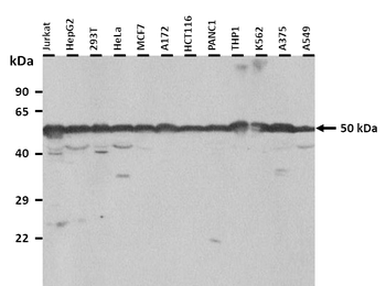 TUBB2B antibody