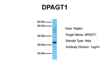DPAGT1 antibody