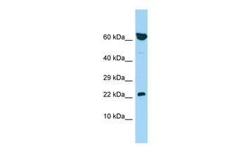 PBOV1 antibody