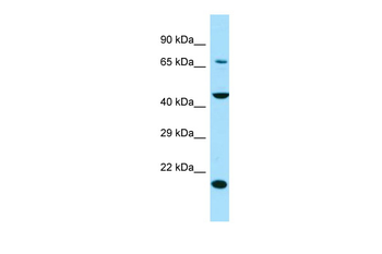 SLC13A4 antibody