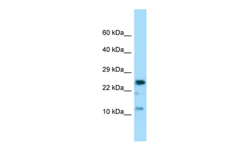 COX7A2 antibody