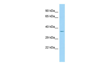 PLEKHA3 antibody