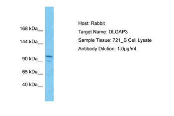 DLGAP3 antibody
