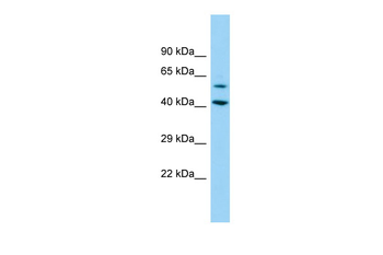 DEPDC1B antibody