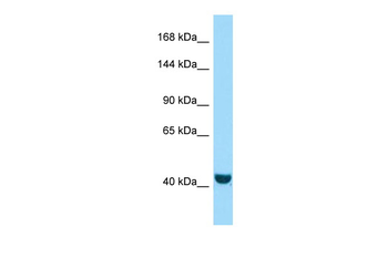 FRMPD2 antibody