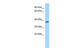 FAM108A1 antibody