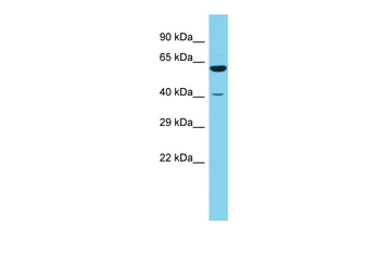 RSRC1 antibody
