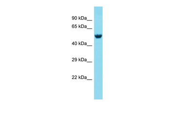 MEX3A antibody