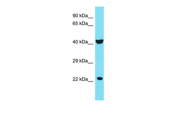 C4orf51 antibody