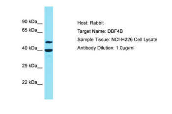 DBF4B antibody