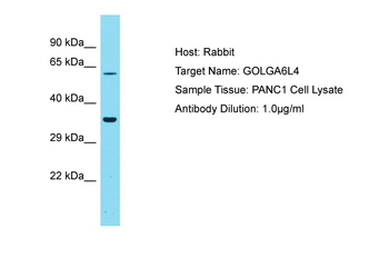 GOLGA6L4 antibody