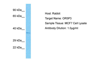 OR5P3 antibody