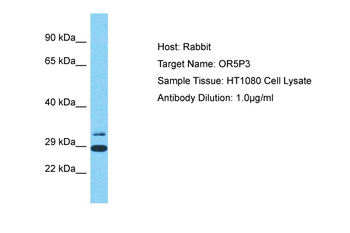 OR5P3 antibody