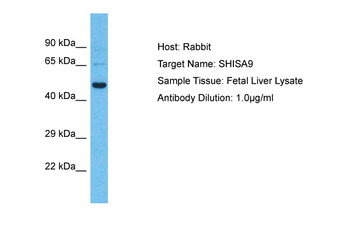 SHISA9 antibody