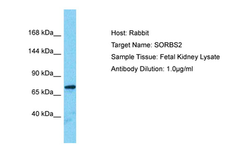 SORBS2 antibody