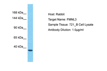 FMNL3 antibody