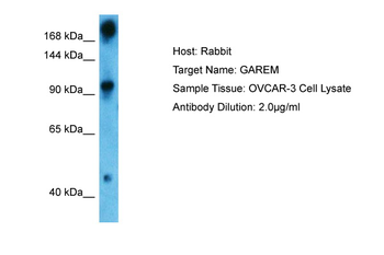 GAREM1 antibody