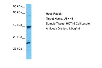 UBXN8 antibody