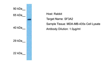 SF3A2 antibody