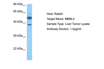 MBNL2 antibody