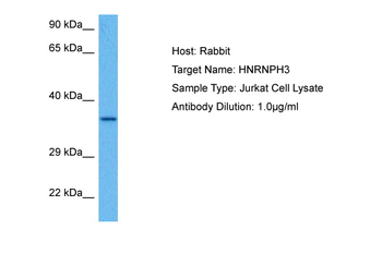 HNRNPH3 antibody