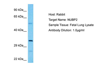 NUBP2 antibody