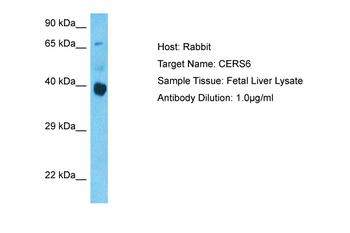 CERS6 antibody