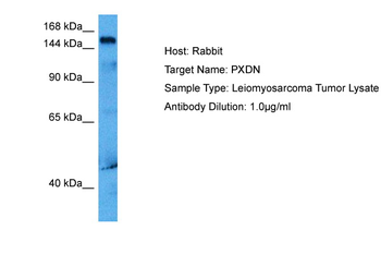 PXDN antibody