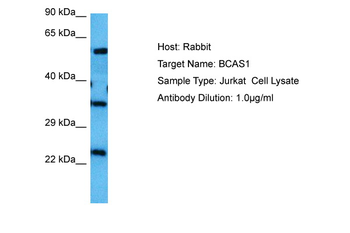 BCAS1 antibody
