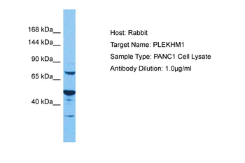 PLEKHM1 antibody