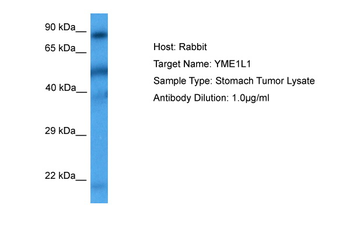 YME1L1 antibody