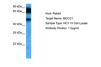 MCCC1 antibody