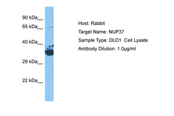 NUP37 antibody