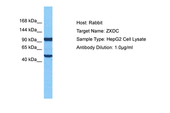 ZXDC antibody