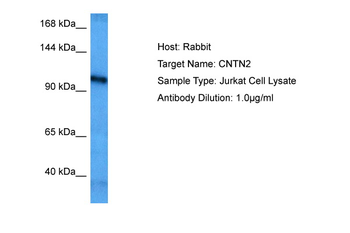 CNTN2 antibody