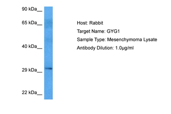 GYG1 antibody