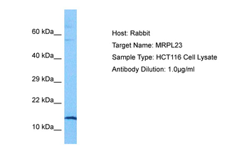 MRPL23 antibody