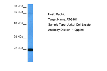 ATG101 antibody