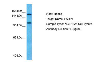 FARP1 antibody
